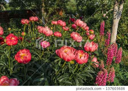 Herbaceous peony Coral charm in flowers garden Herbaceous peony Coral charm in flowers garden 137603686