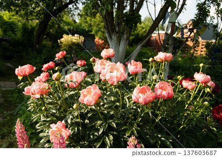 Herbaceous peony Coral charm in flowers garden 137603687