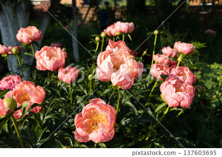 Herbaceous peony Coral charm in flowers garden Herbaceous peony Coral charm in flowers garden 137603695