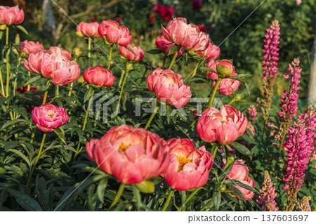 Herbaceous peony Coral charm in flowers garden Herbaceous peony Coral charm in flowers garden 137603697