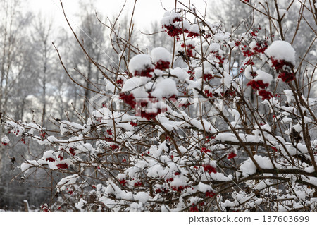 Red viburnum berries under the snow. The first snow in winter in the garden. 137603699