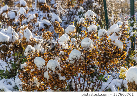 The withered inflorescences of a hydrangea are covered with snow. The withered inflorescences of a hydrangea are covered with snow. 137603701