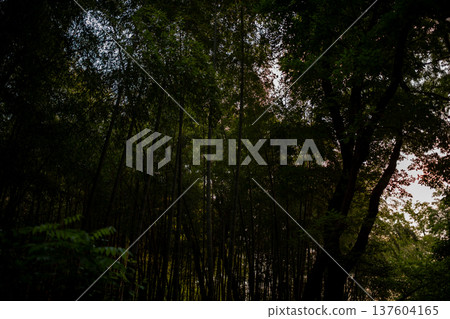 愛知縣名古屋市相生山綠地,山間光線昏暗的竹林,呈現出濃鬱的日式風情。 愛知縣名古屋市相生山綠地,山間光線昏暗的竹林,呈現出濃鬱的日式風情。 137604165