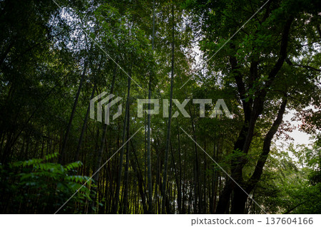 愛知縣名古屋市相生山綠地,山間光線昏暗的竹林,呈現出濃鬱的日式風情。 愛知縣名古屋市相生山綠地,山間光線昏暗的竹林,呈現出濃鬱的日式風情。 137604166