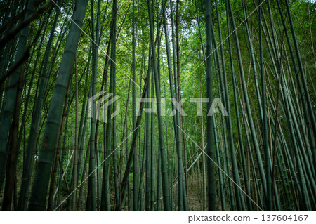愛知縣名古屋市相生山綠地，山間光線昏暗的竹林，呈現出濃鬱的日式風情。 137604167