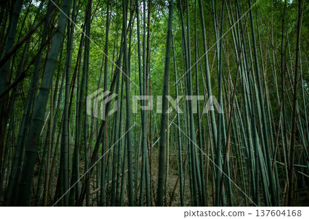 愛知縣名古屋市相生山綠地,山間光線昏暗的竹林,呈現出濃鬱的日式風情。 愛知縣名古屋市相生山綠地,山間光線昏暗的竹林,呈現出濃鬱的日式風情。 137604168