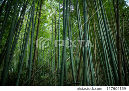 愛知縣名古屋市相生山綠地,山間光線昏暗的竹林,呈現出濃鬱的日式風情。 愛知縣名古屋市相生山綠地,山間光線昏暗的竹林,呈現出濃鬱的日式風情。 137604169