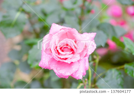 粉紅色的玫瑰在雨中濕潤 粉紅色的玫瑰在雨中濕潤 137604177