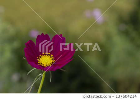 purple cosmos blooming in autumn purple cosmos blooming in autumn 137604214