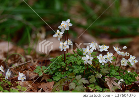 Baikaouren 137604376