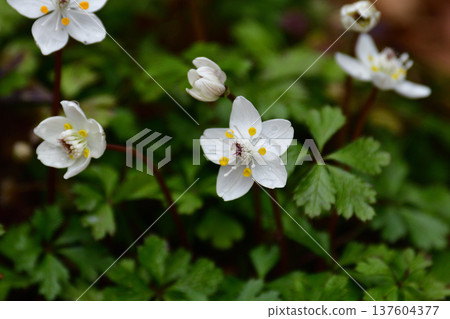 Baikaouren 137604377