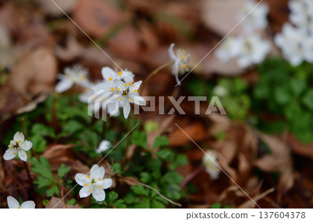 Baikaouren 137604378