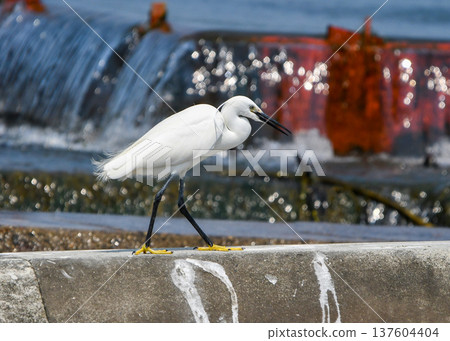 一隻小白鷺從堤岸上向下望著水面 137604404