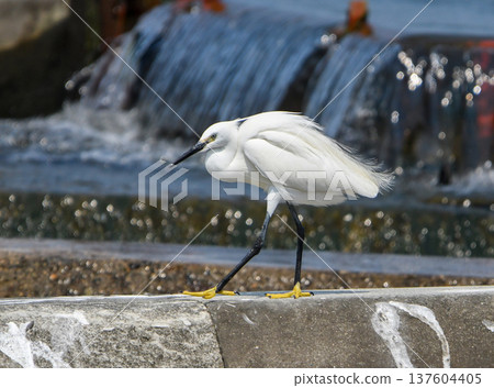 A little egret looking down at the water from the embankment A little egret looking down at the water from the embankment 137604405
