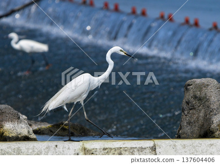 大白鷺走在堰壩上 137604406
