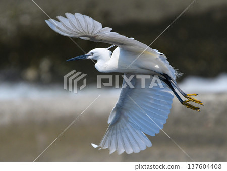 A little egret spreading its wings and taking off A little egret spreading its wings and taking off 137604408