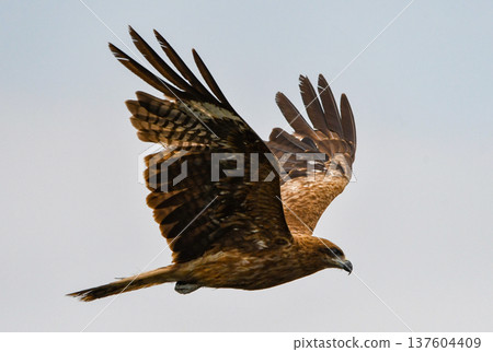 在天空中飛翔 137604409