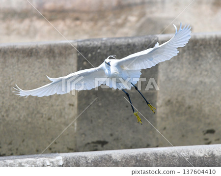 小白鷺飛過堰壩 137604410