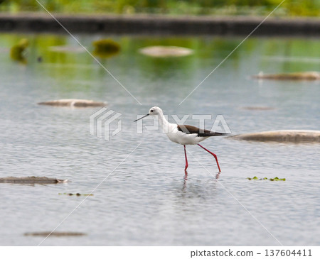 A female black-winged stilt stopped by in Hasuda 137604411