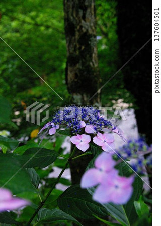 At Sankoji Temple in Gifu City, Gifu Prefecture, hydrangeas bloom all over the temple grounds during the coming season. 137604501