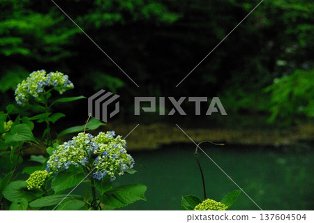 At Sankoji Temple in Gifu City, Gifu Prefecture, hydrangeas bloom all over the temple grounds during the coming season. 137604504