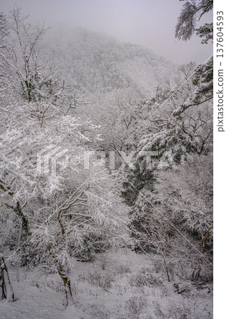 Snow(高尾山纜車站) Snow(高尾山纜車站) 137604593