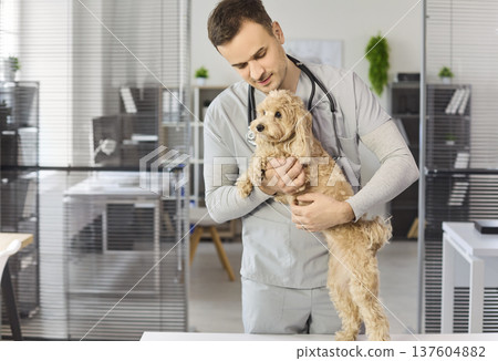 Caring male vet examining poodle mix dog during checkup at veterinary clinic 137604882