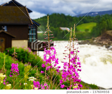 Formofossen waterfall, powerful river in Norway Formofossen waterfall, powerful river in Norway 137604938