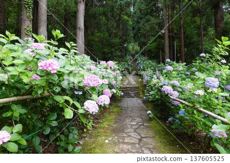Hydrangeas in full bloom, Ideshio Monjudo, Yamagata City 137605525