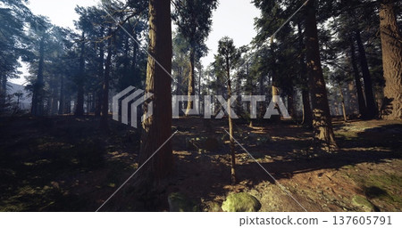 sun dappled pine forest ideal for wildlife scouting and photography, winding trail lined with ferns and mosscovered rocks, natural hides and vantage points sun dappled pine forest ideal for wildlife scouting and photography, winding trail lined with ferns and mosscovered rocks, natural hides and vantage points 137605791