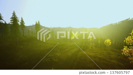 forest edge clearing bathed in morning light, soft dew on meadow grasses and warm rays through trees, uplifting pastoral scene for lifestyle, travel, 137605797