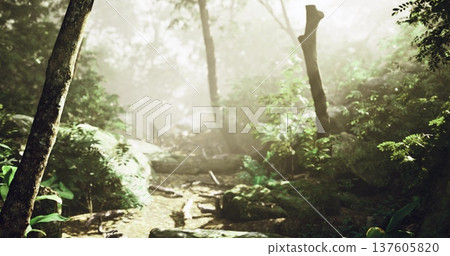 Sunshine filters through trees onto soft ground, Light streams through leafy branches onto tranquil trail suitable for outdoor exploration and photography Sunshine filters through trees onto soft ground, Light streams through leafy branches onto tranquil trail suitable for outdoor exploration and photography 137605820