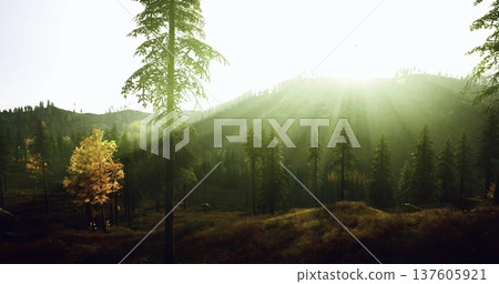sunlit mountain valley with golden rays, pine ridgelines and misty meadow, warm backlight creating long shadows, ideal for hiking, wellness retreats, or outdoor sunlit mountain valley with golden rays, pine ridgelines and misty meadow, warm backlight creating long shadows, ideal for hiking, wellness retreats, or outdoor 137605921