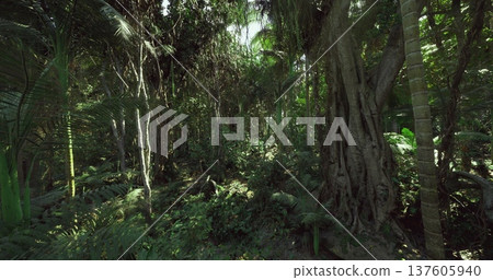 Wild trail through thick greenery, Challenging wilderness pathway lined with lush flora and unpredictable uneven surfaces for adventure enthusiasts 137605940