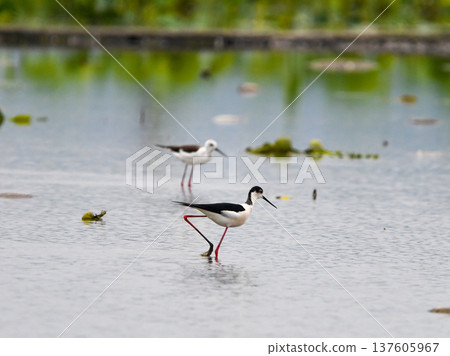 一對黑翅長腳鷸在蓮田停留。 一對黑翅長腳鷸在蓮田停留。 137605967