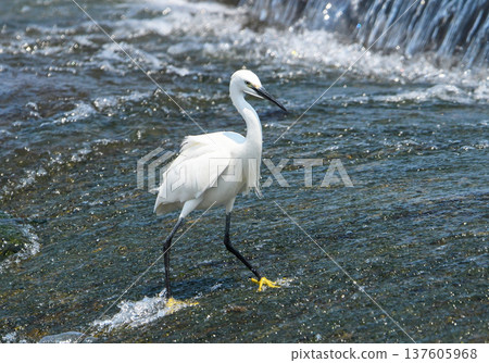 一隻小白鷺沿著湍急的河口堰壩漫步。 一隻小白鷺沿著湍急的河口堰壩漫步。 137605968