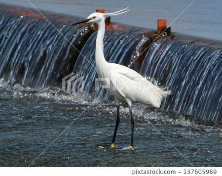 一艘小白鷺站在湍急的河口堰上。 137605969