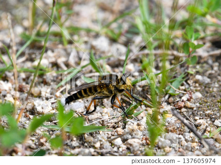 A white fly descending to the ground A white fly descending to the ground 137605974