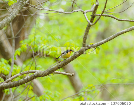 I found a Narcissus flycatcher I found a Narcissus flycatcher 137606050