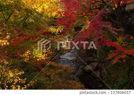 福岡縣朝倉市的秋天：秋月城下的紅葉 137606057