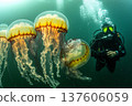 Diver explores and interacts with glowing jellyfish in vibrant ocean waters 137606059