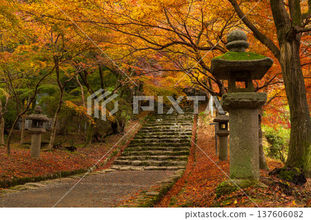 Autumn in Asakura City, Fukuoka Prefecture: Autumn leaves in Akizuki Castle Town and Akizuki Castle Ruins Autumn in Asakura City, Fukuoka Prefecture: Autumn leaves in Akizuki Castle Town and Akizuki Castle Ruins 137606082