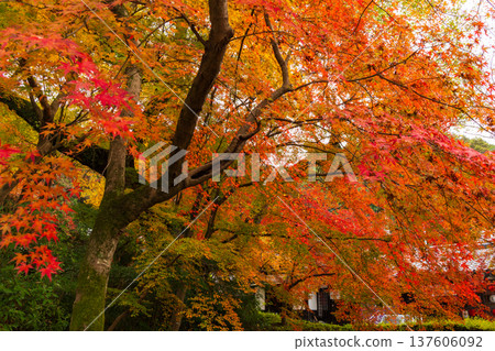 福岡縣朝倉市的秋天:秋月城下町和秋月城遺址的秋葉 福岡縣朝倉市的秋天:秋月城下町和秋月城遺址的秋葉 137606092
