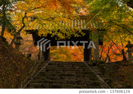 福岡縣朝倉市的秋天:秋月城下町的秋葉,秋月城遺址(黑門) 福岡縣朝倉市的秋天:秋月城下町的秋葉,秋月城遺址(黑門) 137606129