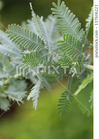 Healing green 137606221