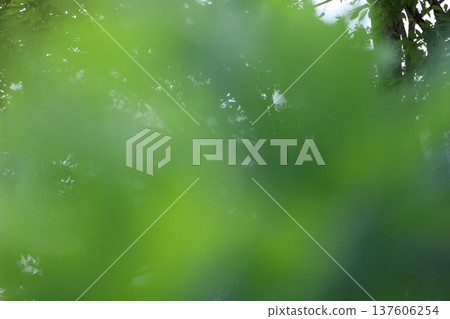 Healing green Healing green 137606254