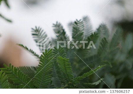 癒合綠色 癒合綠色 137606257