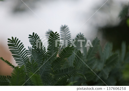 癒合綠色 癒合綠色 137606258