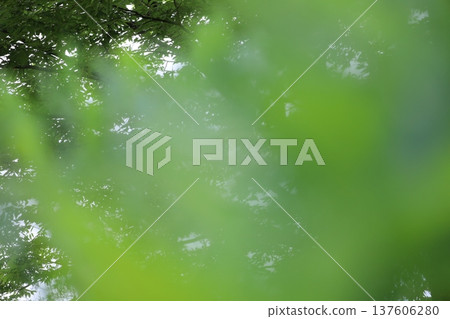 癒合綠色 癒合綠色 137606280