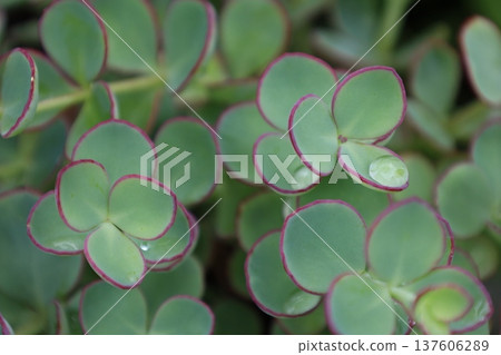 癒合綠色 137606289